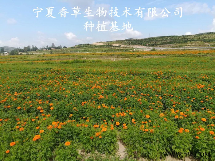 欧当归粉 宁夏欧当归粉150目 欧当归浸膏粉水溶性好图5