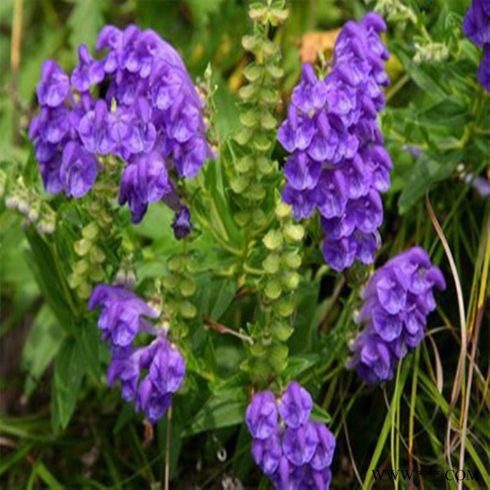 斯诺特 黄芩粉 黄芩喷雾干燥粉 植物提取物 厂家发货图6