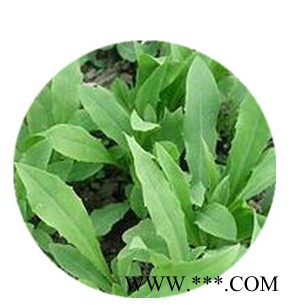 洪连提取物实力厂家 供应藏黄连粉130目 洪连浓缩液生产商图5