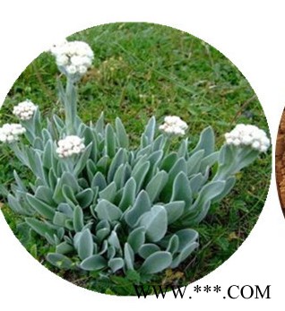 洪连提取物实力厂家 供应藏黄连粉130目 洪连浓缩液生产商图3