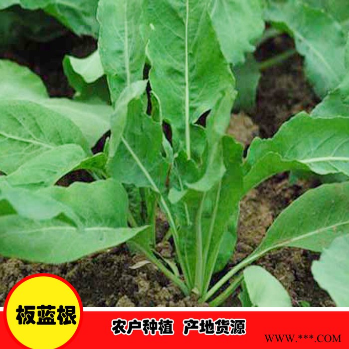 鑫燎三农 板蓝根种植基地 板蓝根采购价格图8