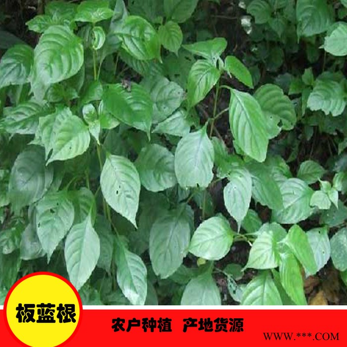 鑫燎三农 板蓝根种植基地 板蓝根采购价格图5