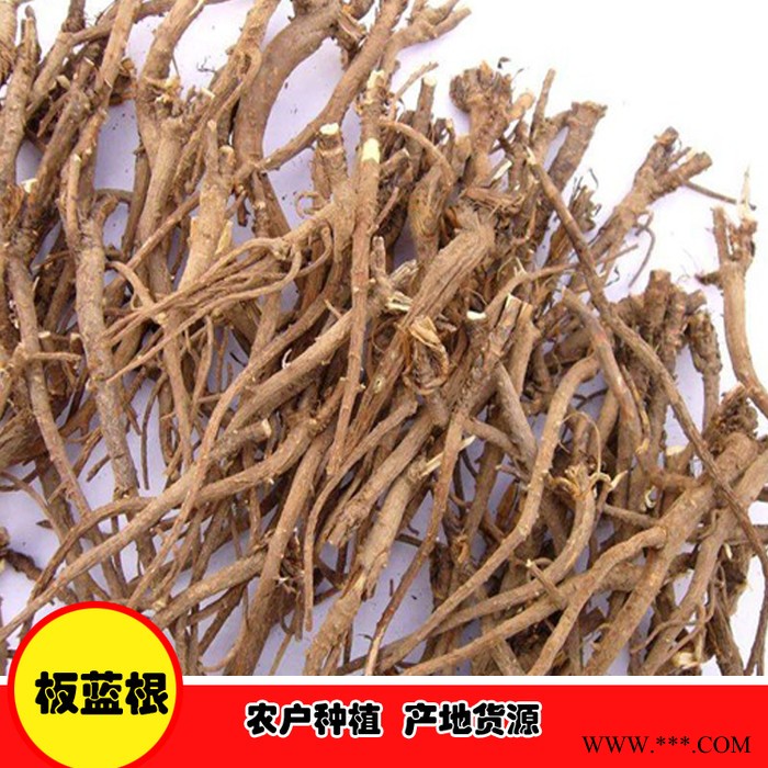 鑫燎三农 板蓝根种植基地 板蓝根采购价格图3