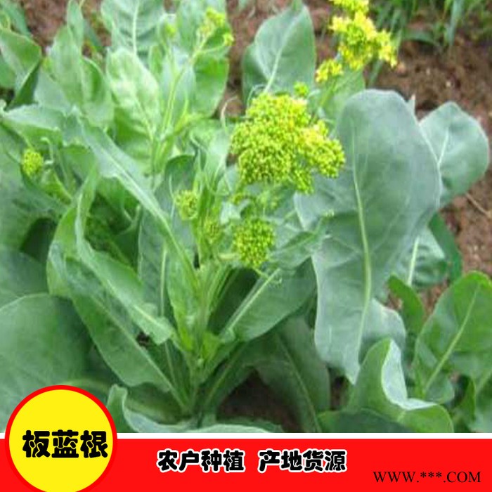 鑫燎三农 板蓝根种植基地 板蓝根采购价格图2