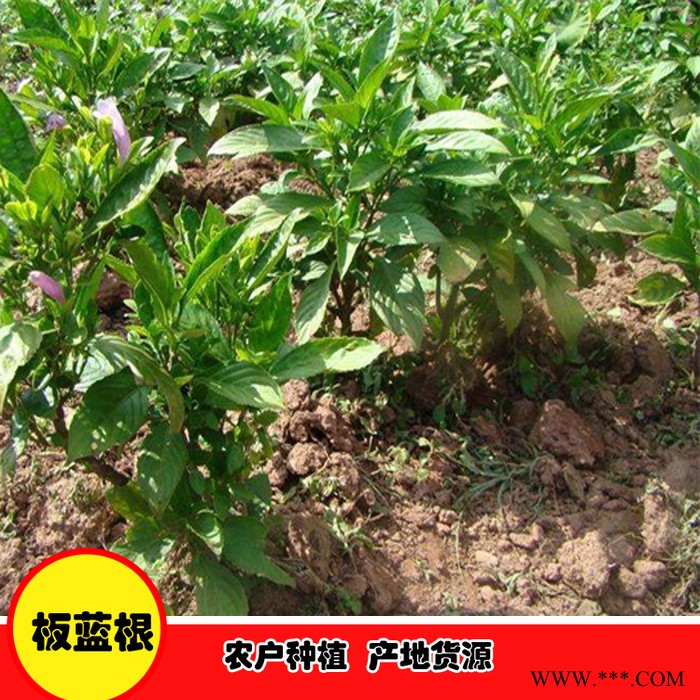 鑫燎三农 板蓝根种植基地 板蓝根采购价格图6