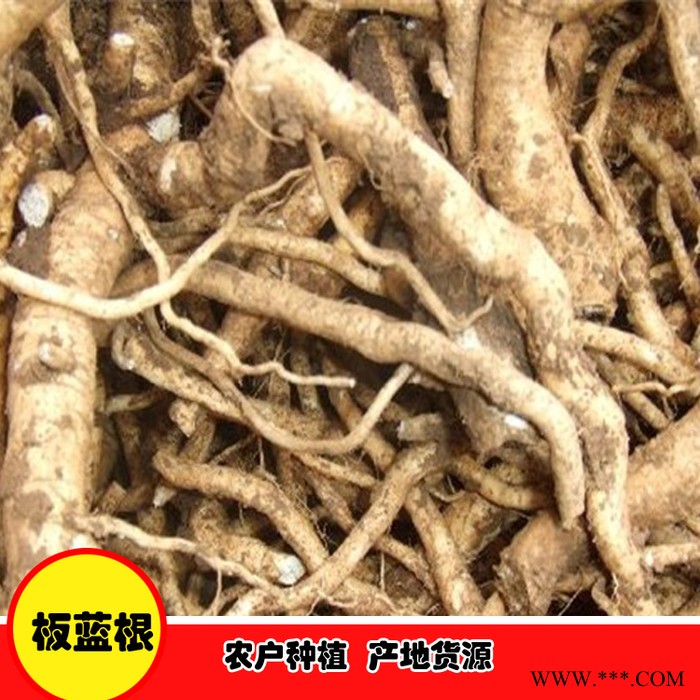 鑫燎三农 板蓝根种植基地 板蓝根采购价格图4