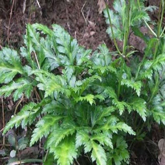 斯诺特 黄连粉 黄连喷雾干燥粉 厂家发货图6