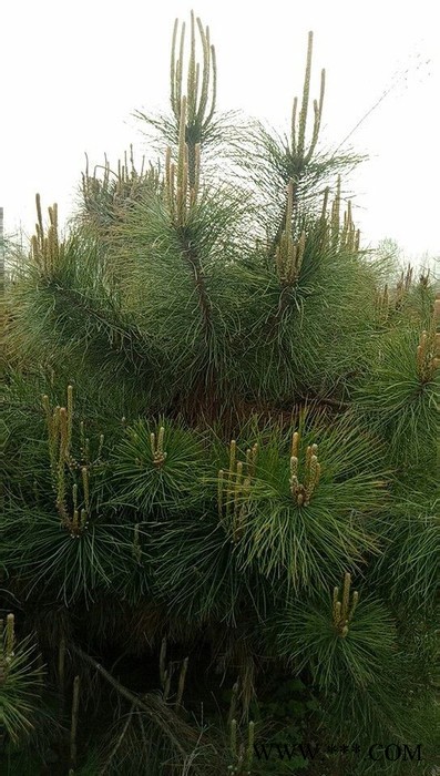 供应油松大量供应1-8米油松油松 黄连木图7