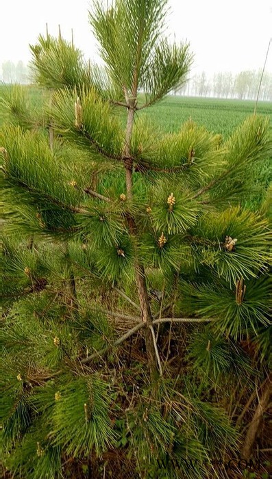 供应油松大量供应1-8米油松油松 黄连木图6