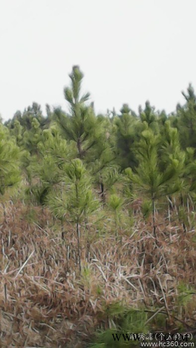 供应油松大量供应1-8米油松油松 黄连木图2