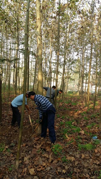 供应油松大量供应1-8米油松油松 黄连木图4