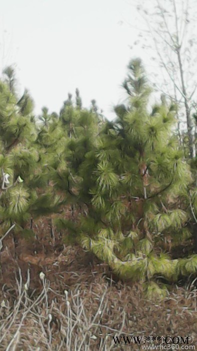 供应油松大量供应1-8米油松油松 黄连木图3