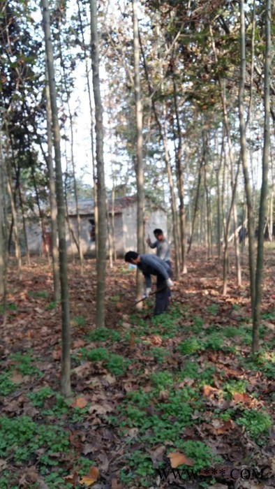 供应油松大量供应1-8米油松油松 黄连木图5