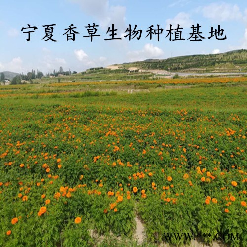 玛卡碱98% 香草生物供应玛卡提取物 秘鲁玛咖提取粉现货图2