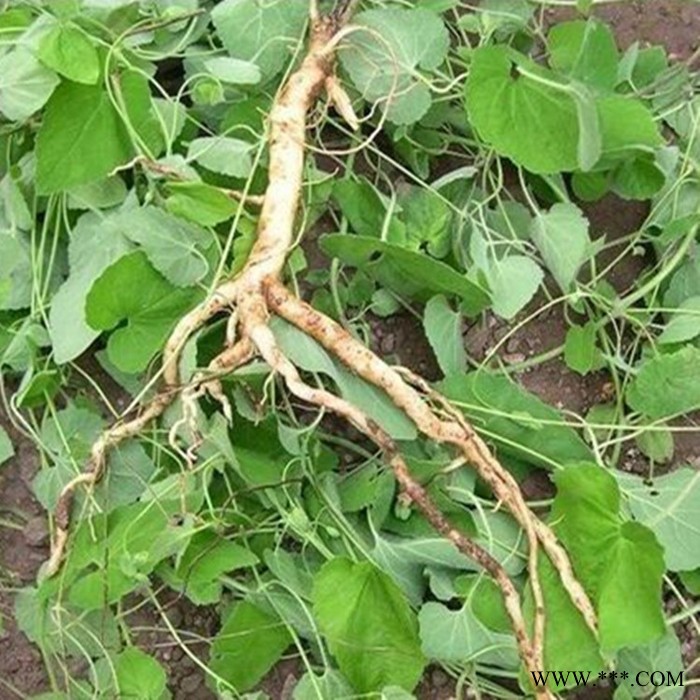 斯诺特 党参粉 党参喷雾干燥粉 厂家发货图5