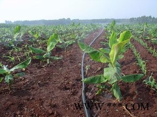 广安武胜县黄连节水膜下喷水带厂家图8
