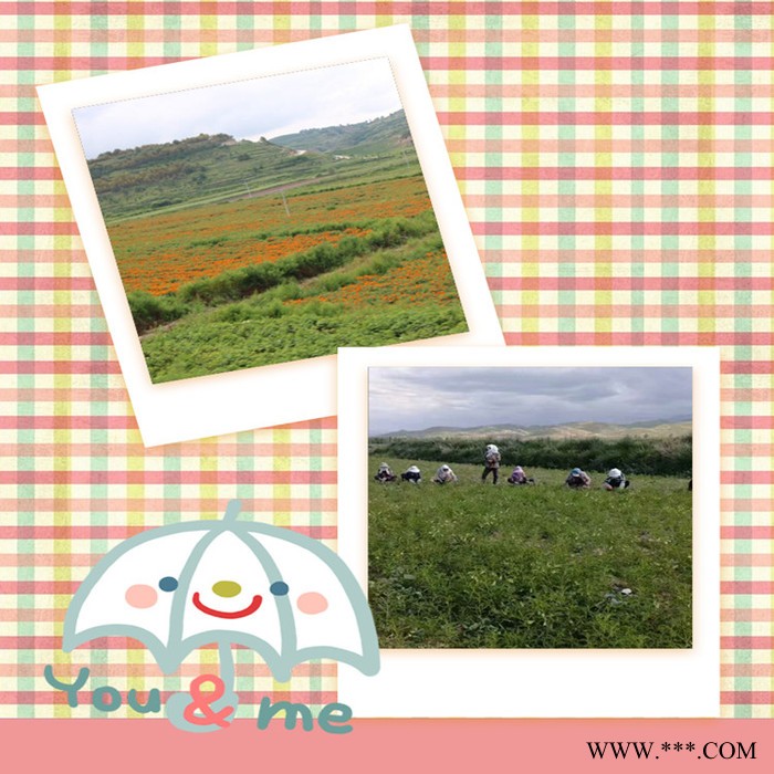 斯诺特 黄柏提取物 黄连素 植物提取物厂家图6