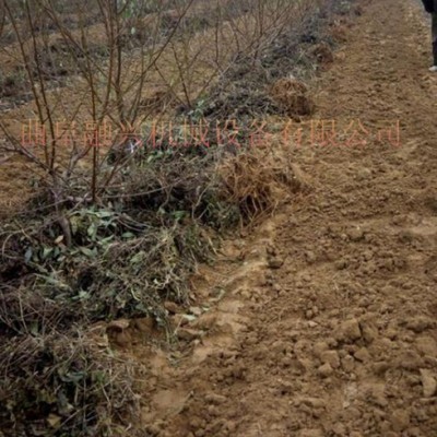 80公分小型板蓝根收获机 丹参挖掘机