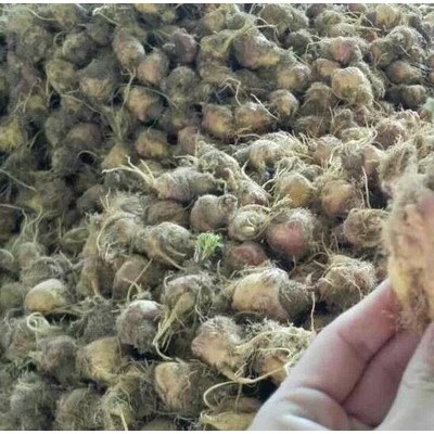 云南玛卡价格_YKP易立诺YK-120RD玛卡烘干机