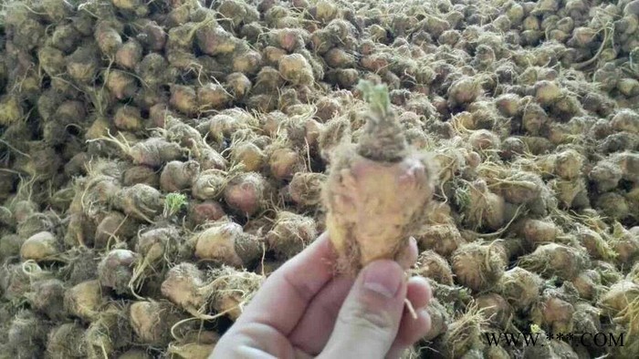 云南玛卡价格_YKP易立诺YK-72RD玛卡烘干机图2