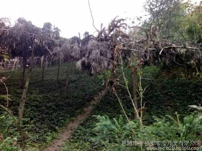 供应黄连种苗鸡爪连黄连苗子移栽苗三年苗龄种植户发展农村种苗图2