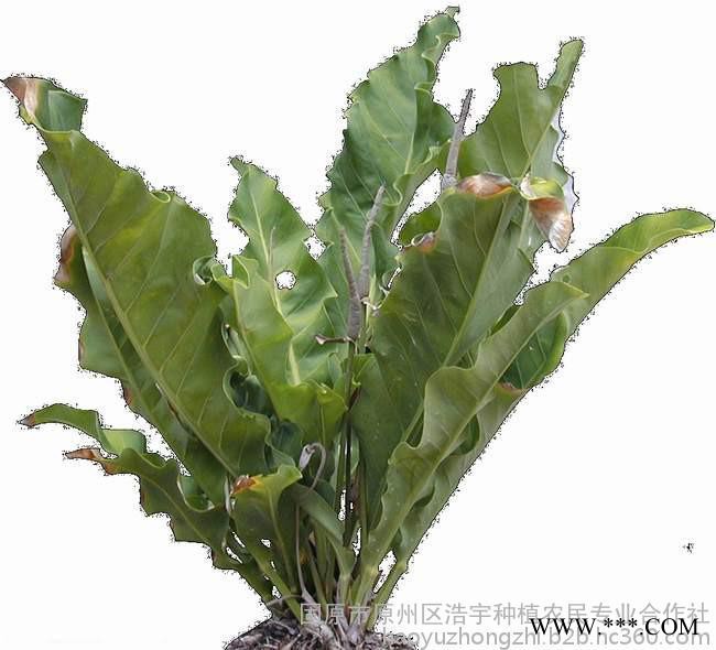 板蓝根提取物30:1 厂家批发板蓝根粉水溶型  板蓝根全粉出厂价图2