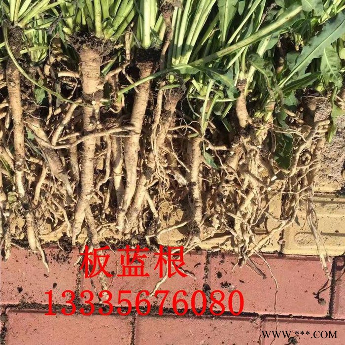 板蓝根种子药材种子 板蓝根种植 板蓝根前景 板蓝根栽培技术图2