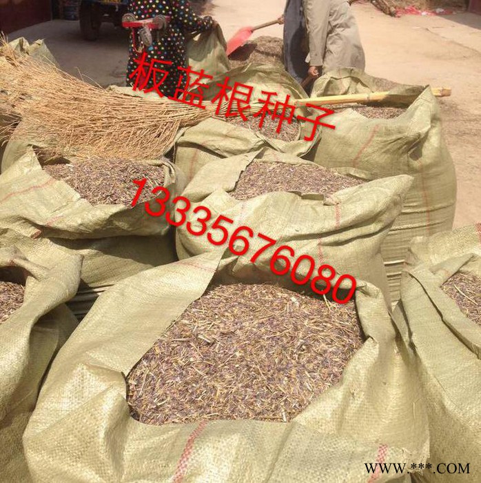 板蓝根种子药材种子 板蓝根种植 板蓝根前景 板蓝根栽培技术图3