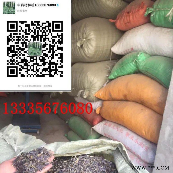 板蓝根种子药材种子 板蓝根种植 板蓝根前景 板蓝根栽培技术图5