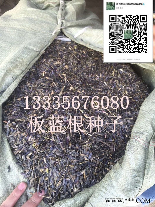 板蓝根种子药材种子 板蓝根种植 板蓝根前景 板蓝根栽培技术图6