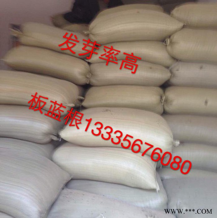 板蓝根种子药材种子 板蓝根种植 板蓝根前景 板蓝根栽培技术图4