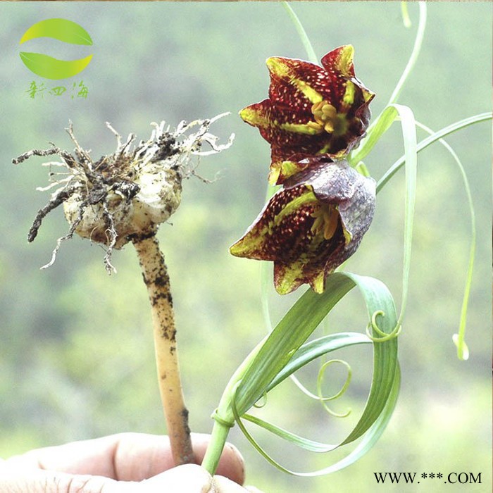 中药材批发 贝母 **川贝母无硫勤母药实图3