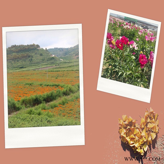 斯诺特 柴胡皂甙 柴胡提取物 生产厂家图4