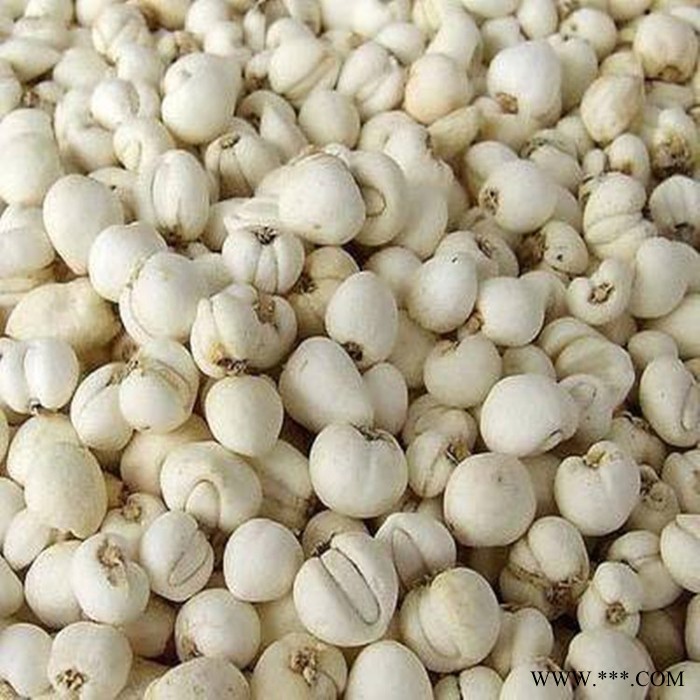 川贝母速溶粉 川贝母浓缩粉 厂家发货 斯诺特图3