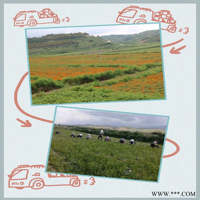 川贝母速溶粉 川贝母浓缩粉 厂家发货 斯诺特图6