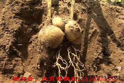 贝母 贝母 贝母图2