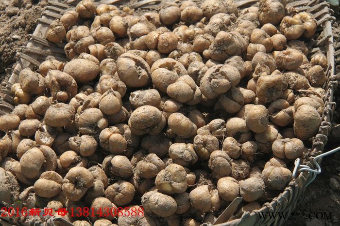 贝母 贝母 贝母图3