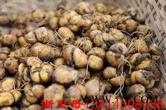 贝母 贝母 贝母图4