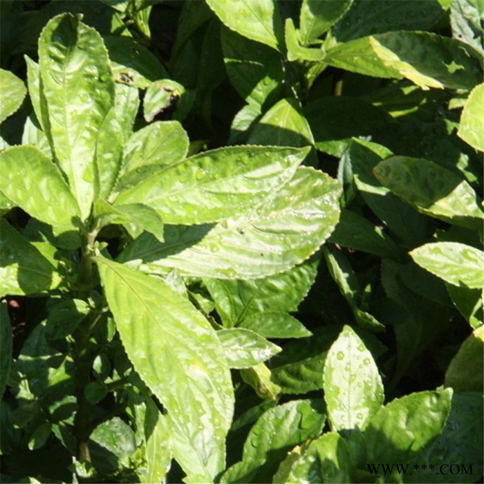 厂家低价板蓝根提取物比例产品图4