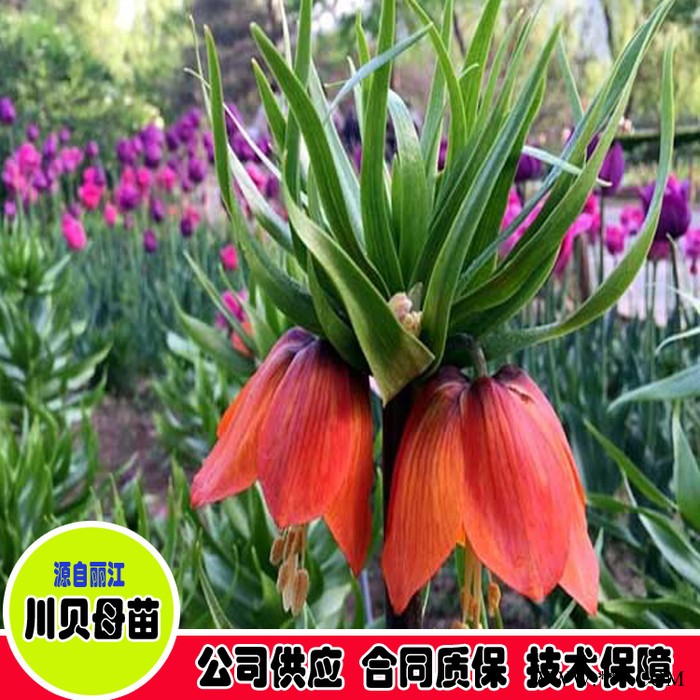 鑫燎三农 川贝母图片价格 川贝母批发基地