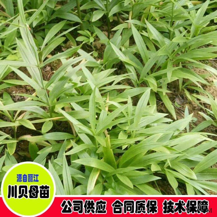 鑫燎三农 川贝母图片价格 川贝母批发基地图7