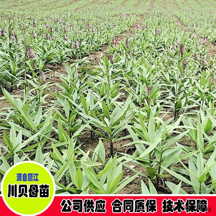 鑫燎三农 川贝母图片价格 川贝母批发基地图2