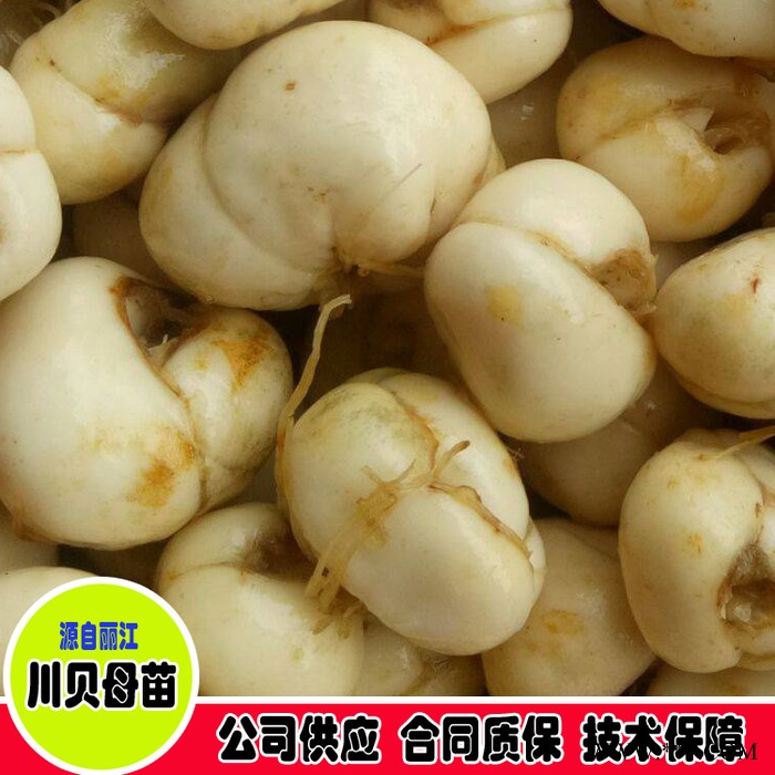 鑫燎三农 川贝母图片价格 川贝母批发基地图6