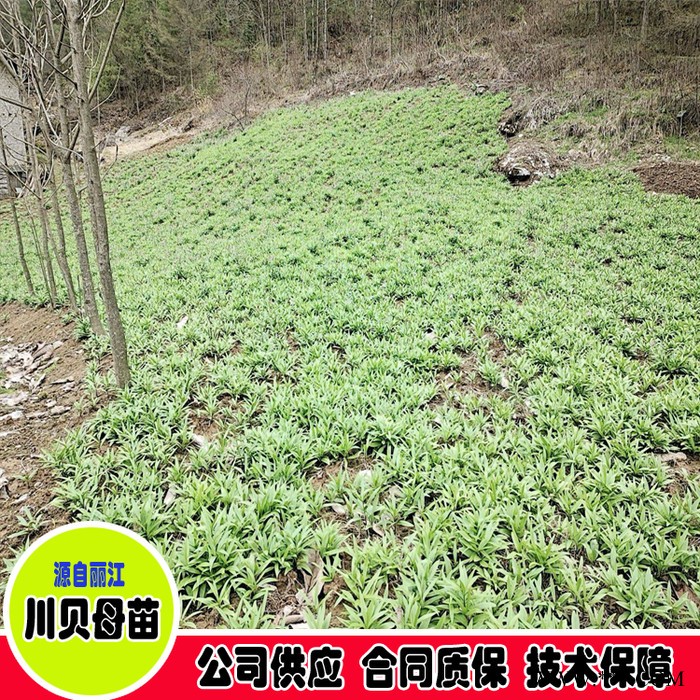 鑫燎三农 川贝母图片价格 川贝母批发基地图8