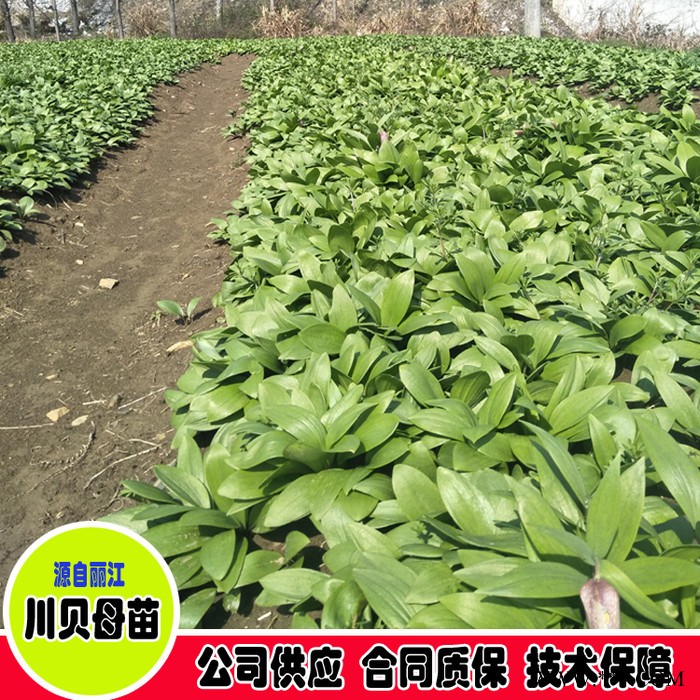 鑫燎三农 川贝母图片价格 川贝母批发基地图5