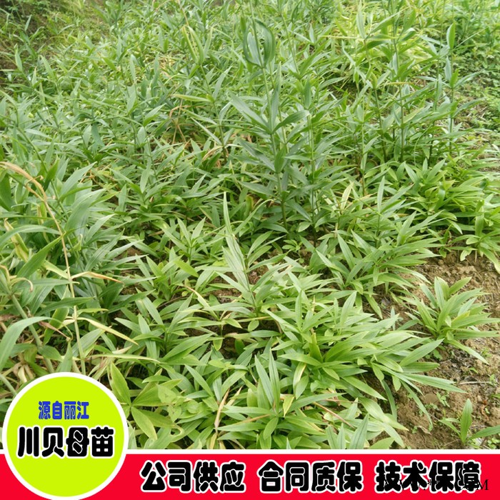 鑫燎三农 川贝母图片价格 川贝母批发基地图4