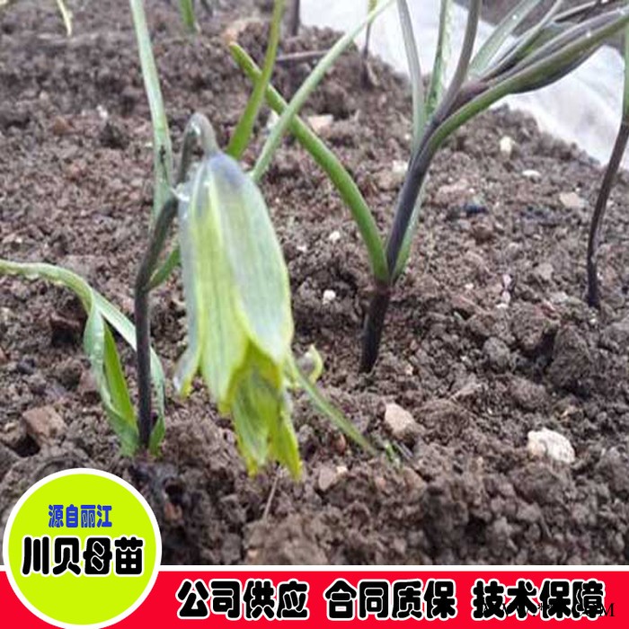 鑫燎三农 川贝母图片价格 川贝母批发基地图3