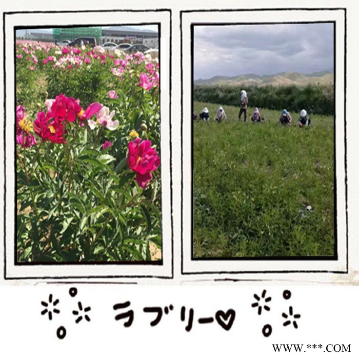 斯诺特 川贝母喷雾干燥粉 川贝母浸膏粉 植物提取物 厂家发货图3