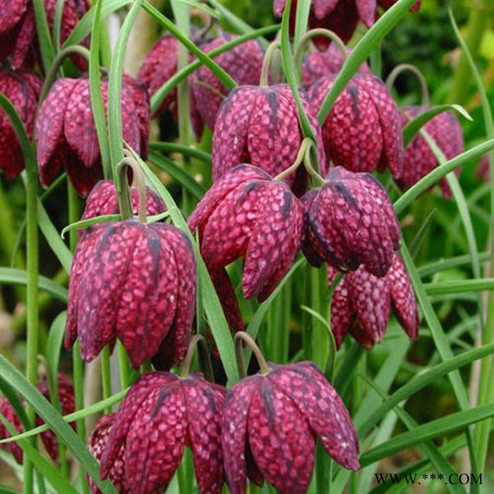 斯诺特 川贝母喷雾干燥粉 川贝母浸膏粉 植物提取物 厂家发货图5