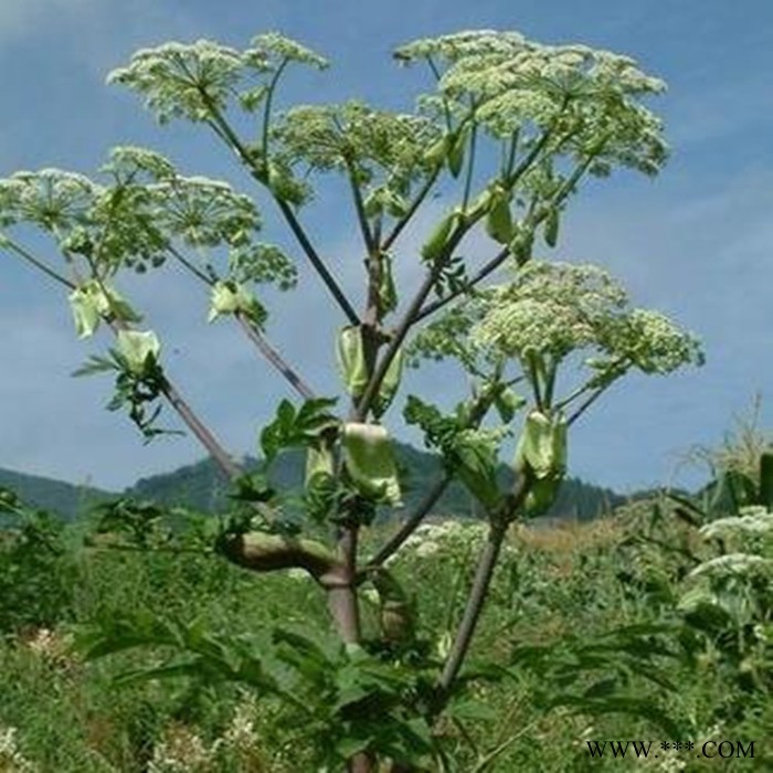 斯诺特 白芷浸膏粉 白芷喷雾干燥粉 生产厂家图4